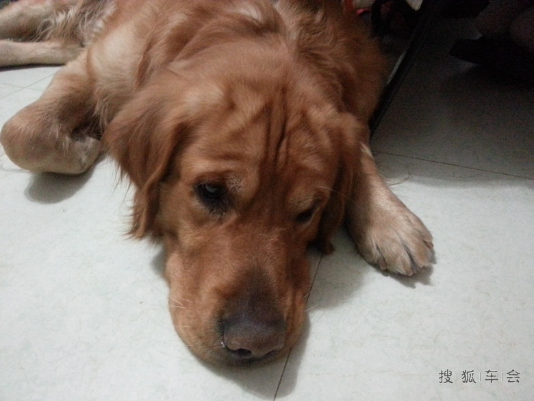 版主作业【1314】我和家里的宠物过新年_北京