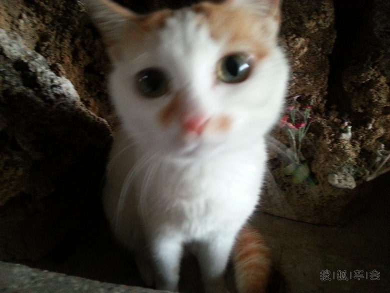 版主作业【1314】我和家里的宠物过新年_北京