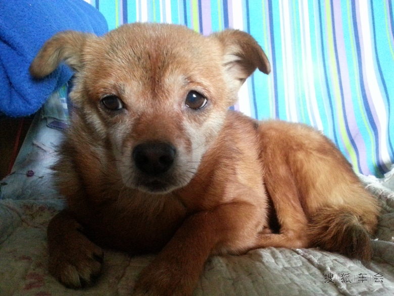 版主作业【1314】我和家里的宠物过新年_北京