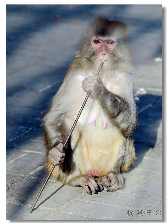 【摄影沙龙】乐快03--吹不响_狐拍社