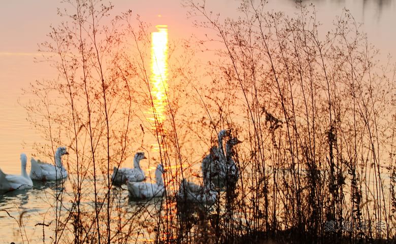 一道残阳铺水中 , 半湖瑟瑟半湖红