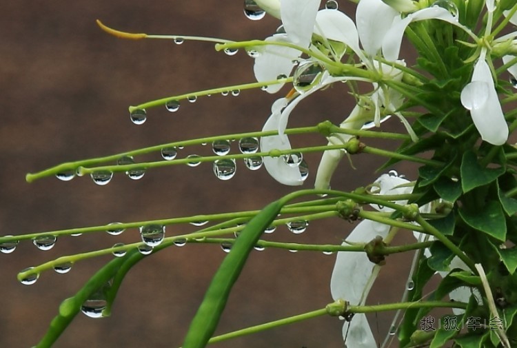 什么叫翠绿欲滴_天津车友会