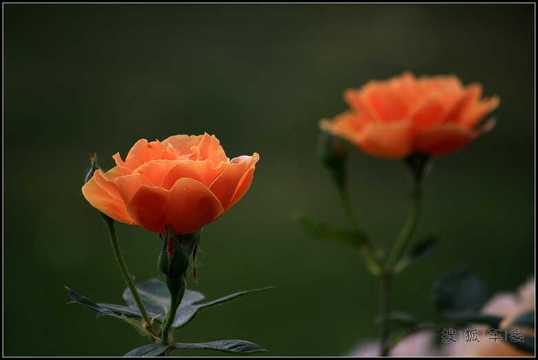 发一组花儿 祝2013年会圆满成功_挑战之旅