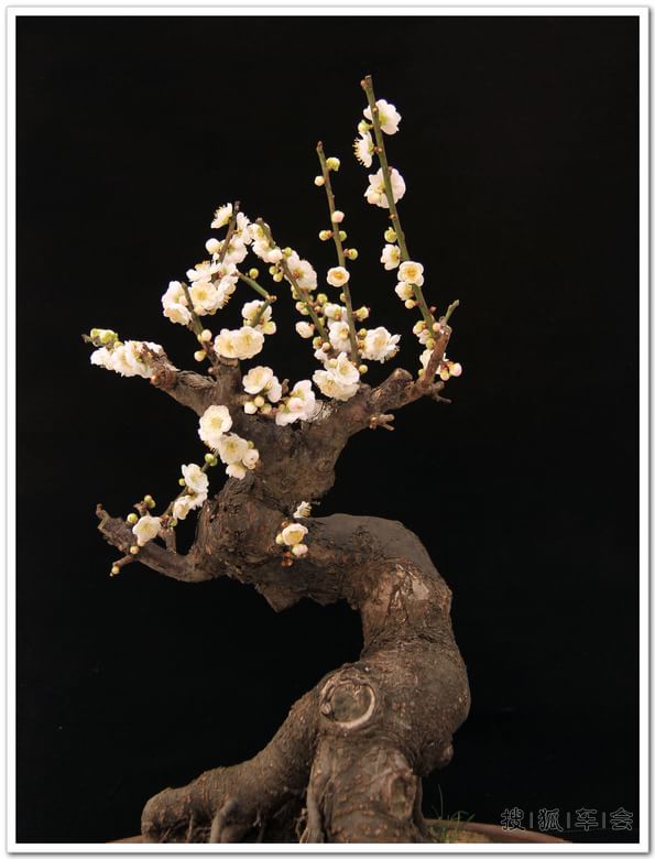【车友生活】【啥都没意思啊】观赏冯氏梅花盆