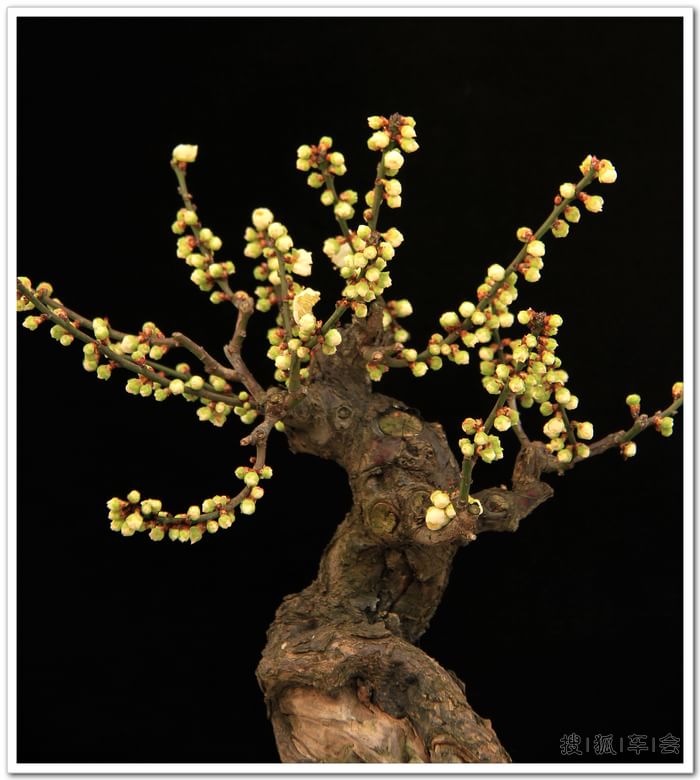 【车友生活】【啥都没意思啊】观赏冯氏梅花盆