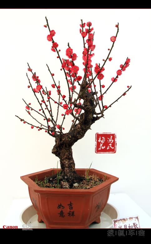 【车友生活】【啥都没意思啊】观赏冯氏梅花盆