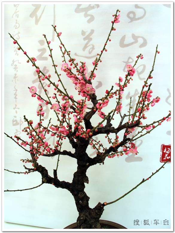 【车友生活】【啥都没意思啊】观赏冯氏梅花盆