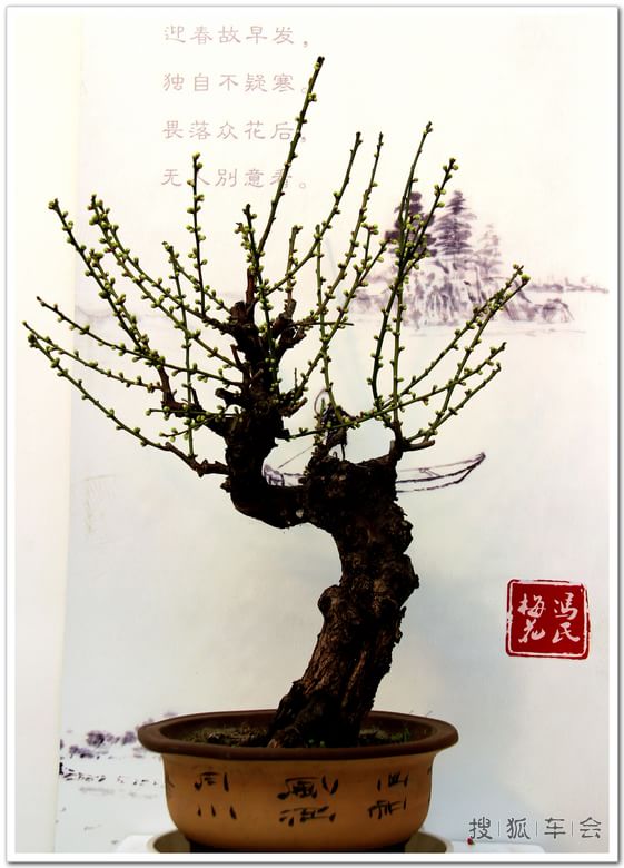 【车友生活】【啥都没意思啊】观赏冯氏梅花盆