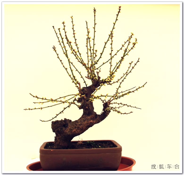 【车友生活】【啥都没意思啊】观赏冯氏梅花盆