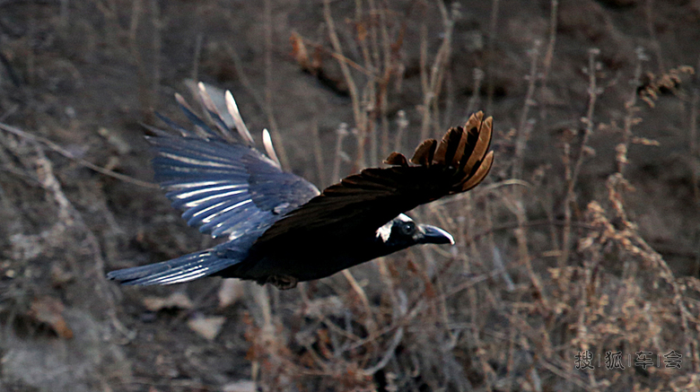 禽虫也有正能量(心灵美的乌鸦)_安阳车友会