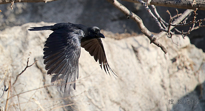 禽虫也有正能量(心灵美的乌鸦)_安阳车友会