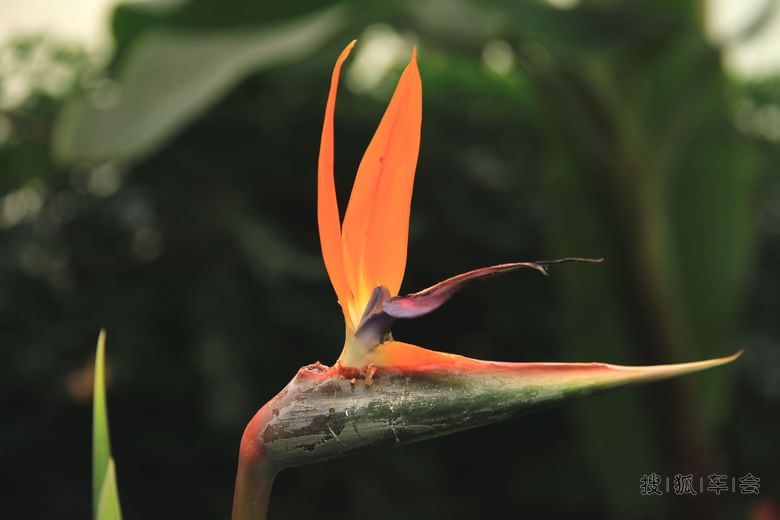 【车友生活】【啥都没意思啊】小年观花