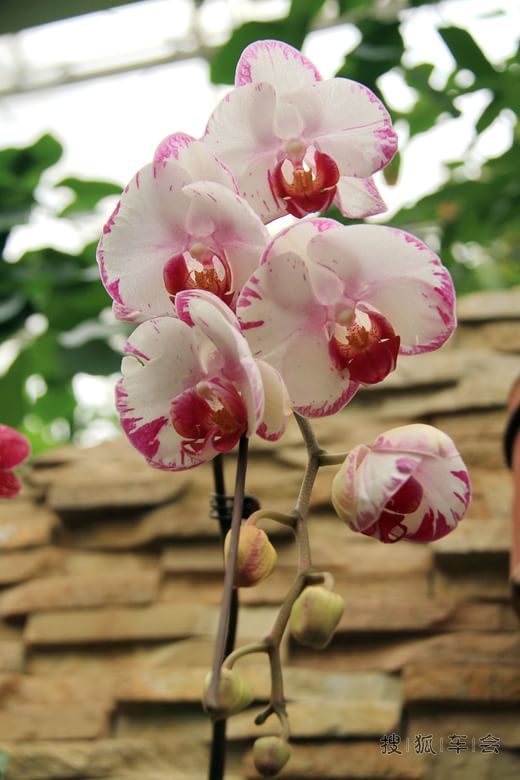 【车友生活】【啥都没意思啊】小年观花