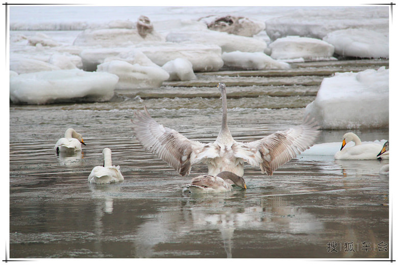 孔雀河候鸟_迈腾-腾云社