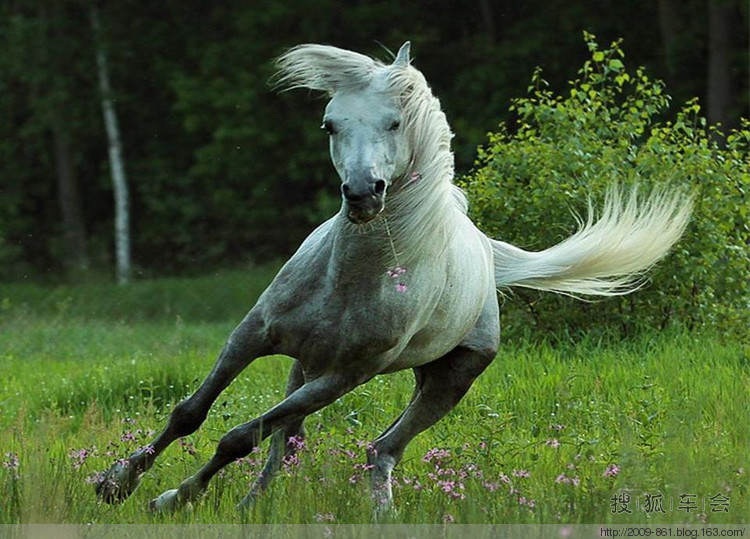 祝愿京A军团<em>兄弟姐妹</em>们<em>身体</em>健康、马年吉详!_