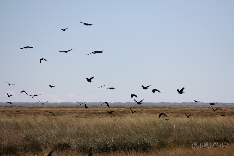 [原创]天下乌鸦一般黑