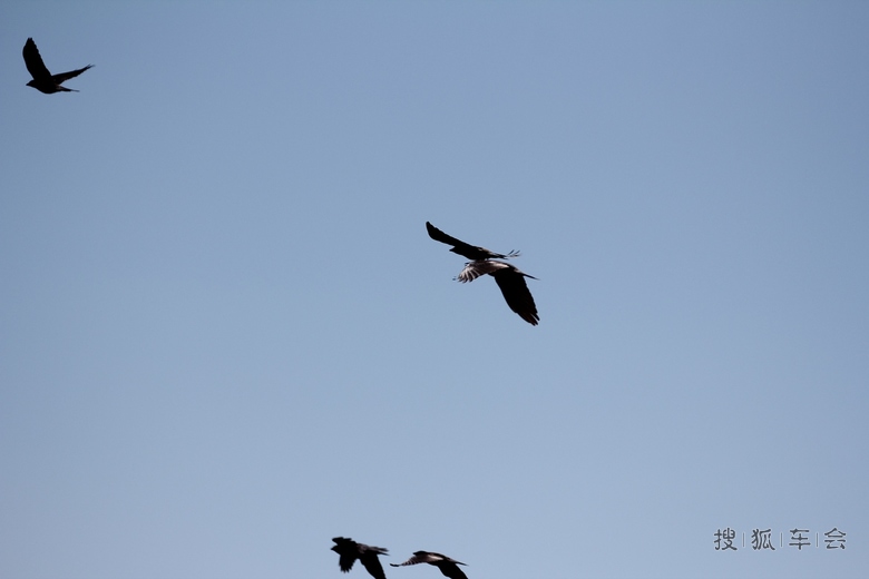 [原创]天下乌鸦一般黑