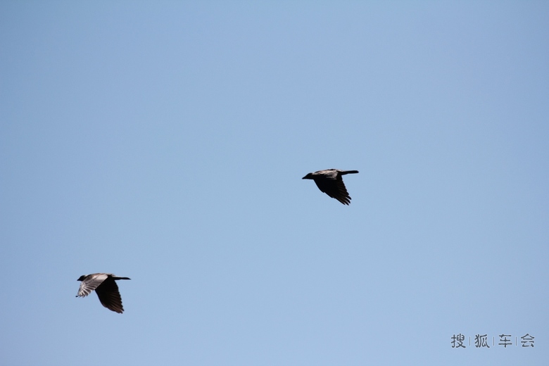 [原创]天下乌鸦一般黑