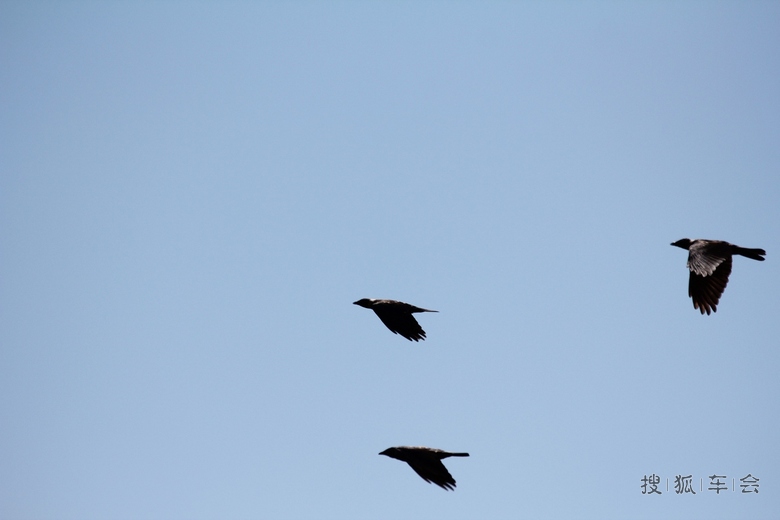 [原创]天下乌鸦一般黑