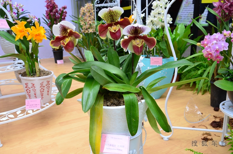 【摄影沙龙】北京植物园兰花展--盆花