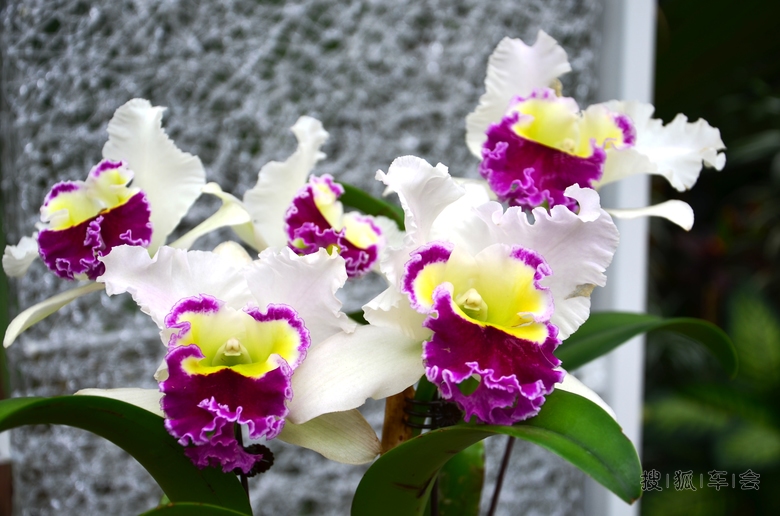【摄影沙龙】北京植物园兰花展--盆花