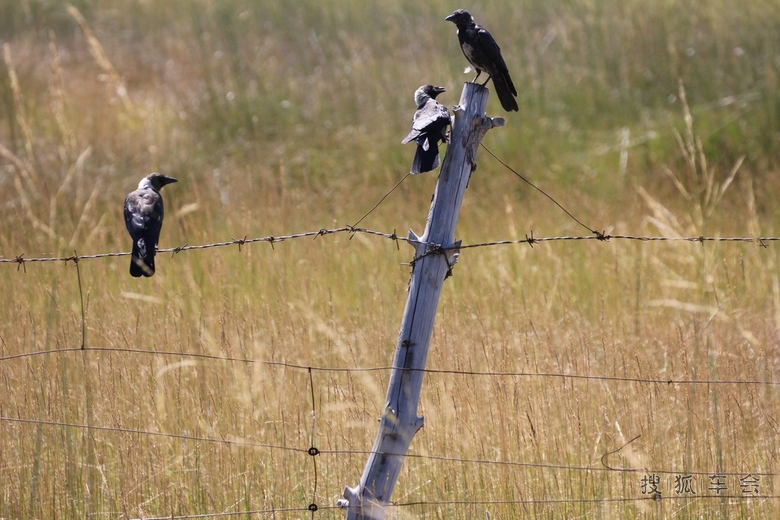 [原创]草原黑老鸹 _天语SX4-新4旅