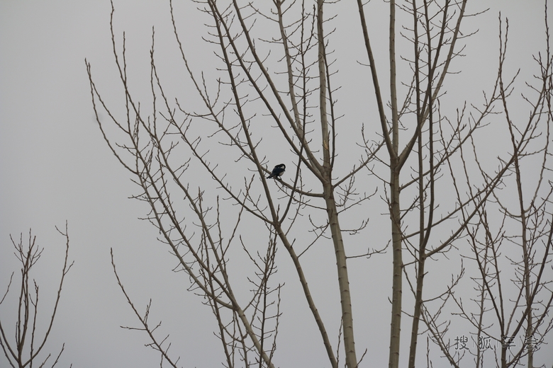 【车行马年】初试单反拍雪景