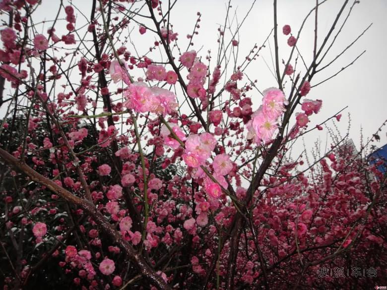 雪中红梅舞_乐风-乐友队