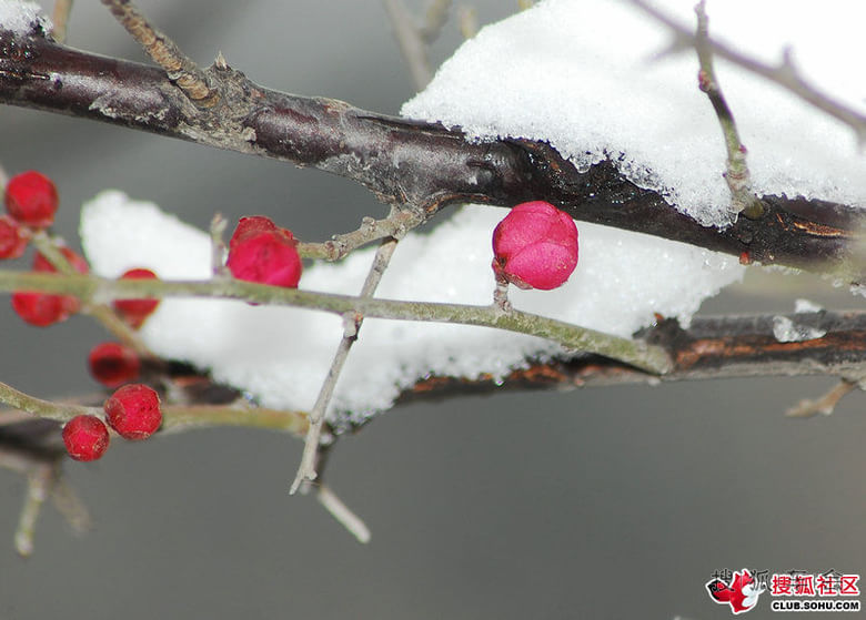 雪中红梅舞