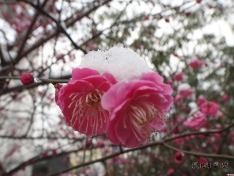 雪中红梅舞_乐风-乐友队