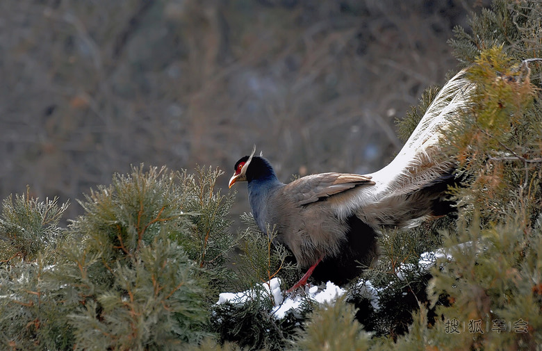 交城打鸡快乐行_中国自驾游户外联盟