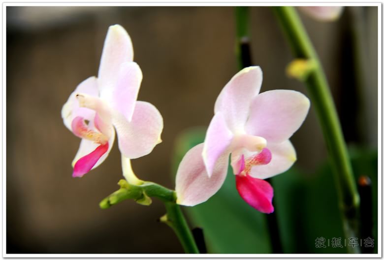 中山公园、唐花坞里花争艳_汽车60部队