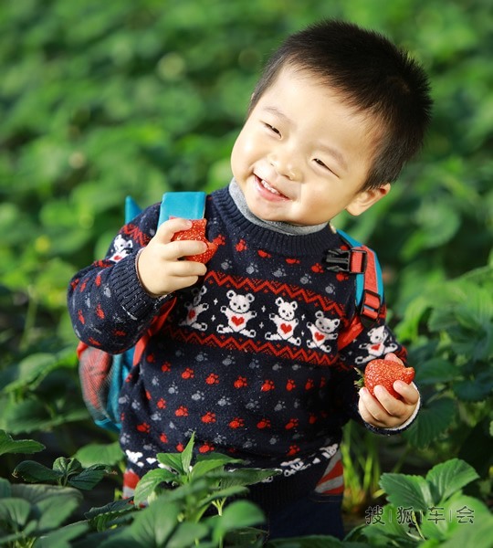 一家人昌平采摘草莓,晒晒草莓园里宝宝们摘草