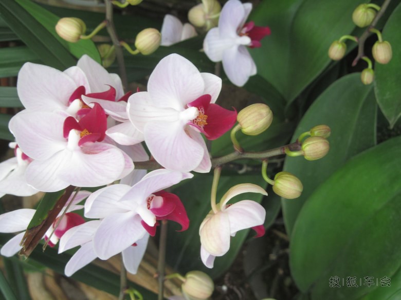 【大美中国2月】在台湾看花儿