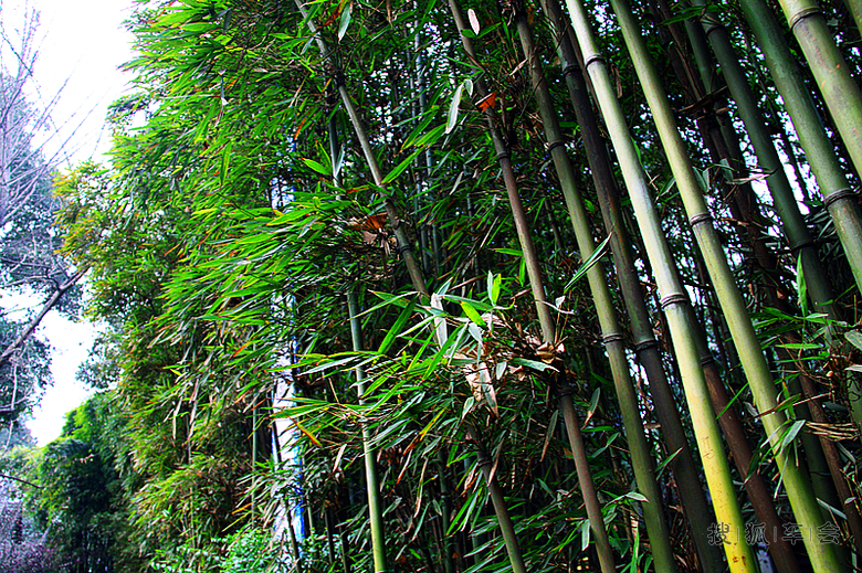 嗜酒爱风竹 卜居必林泉