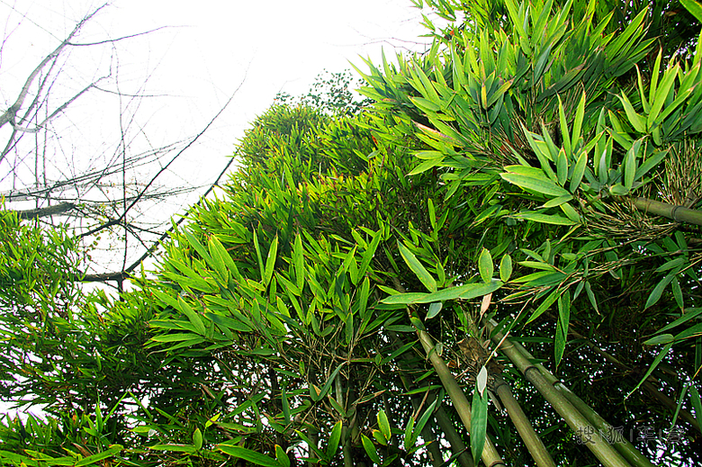 嗜酒爱风竹 卜居必林泉