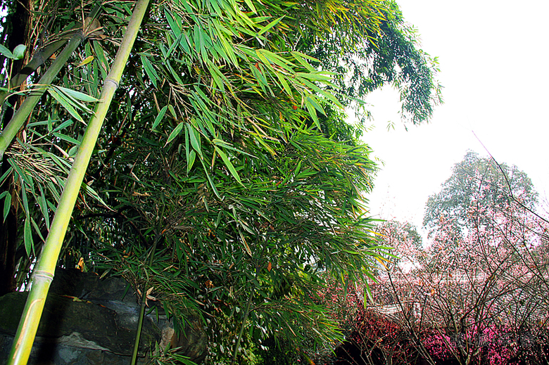 嗜酒爱风竹 卜居必林泉