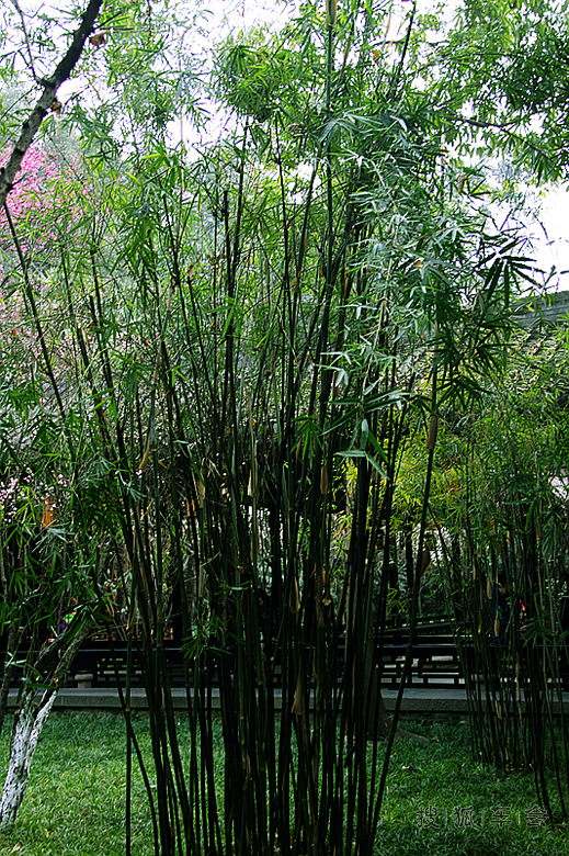 【英朗回家2月21日】嗜酒爱风竹 卜居必林泉