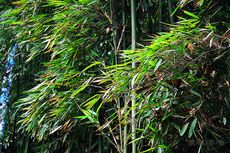 嗜酒爱风竹 卜居必林泉