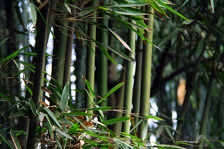 嗜酒爱风竹 卜居必林泉