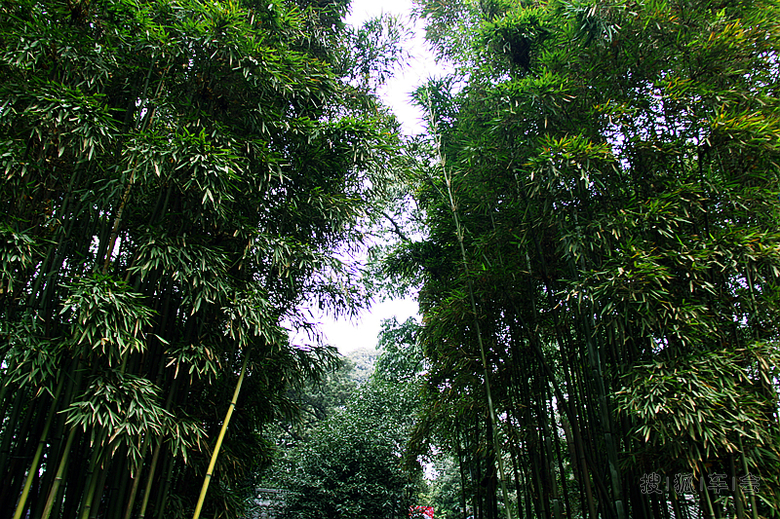 嗜酒爱风竹 卜居必林泉