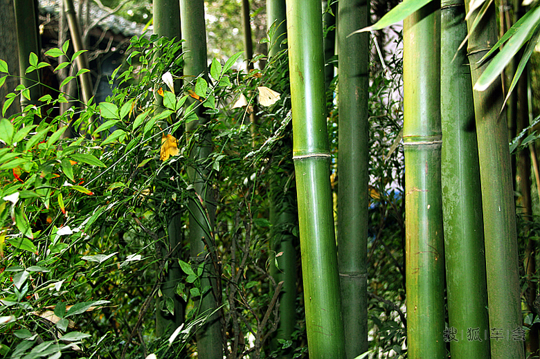嗜酒爱风竹 卜居必林泉