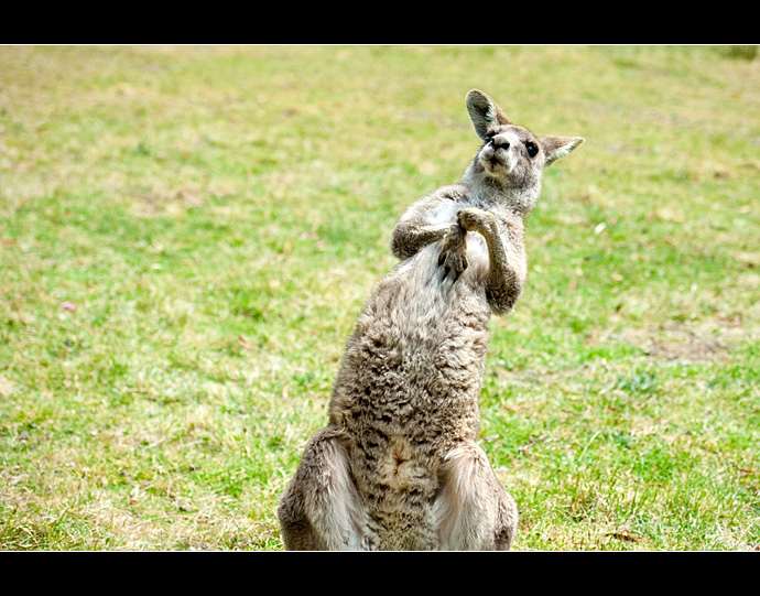 澳洲·在蓝山与袋鼠近身共舞