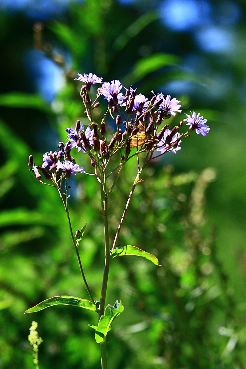 崇礼印象之七:百花芬芳