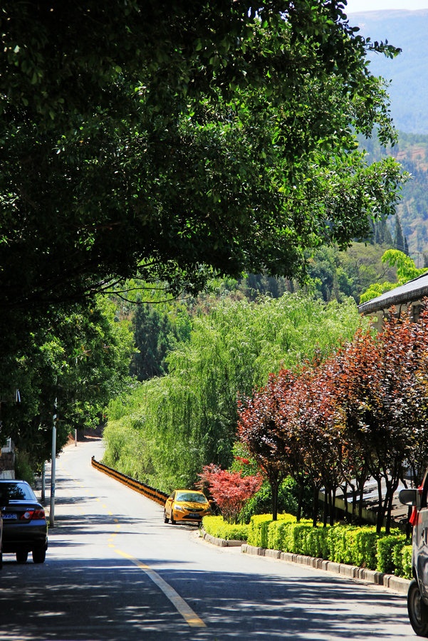 月亮湾附近的沿湖公路绿荫夹道,花木扶苏