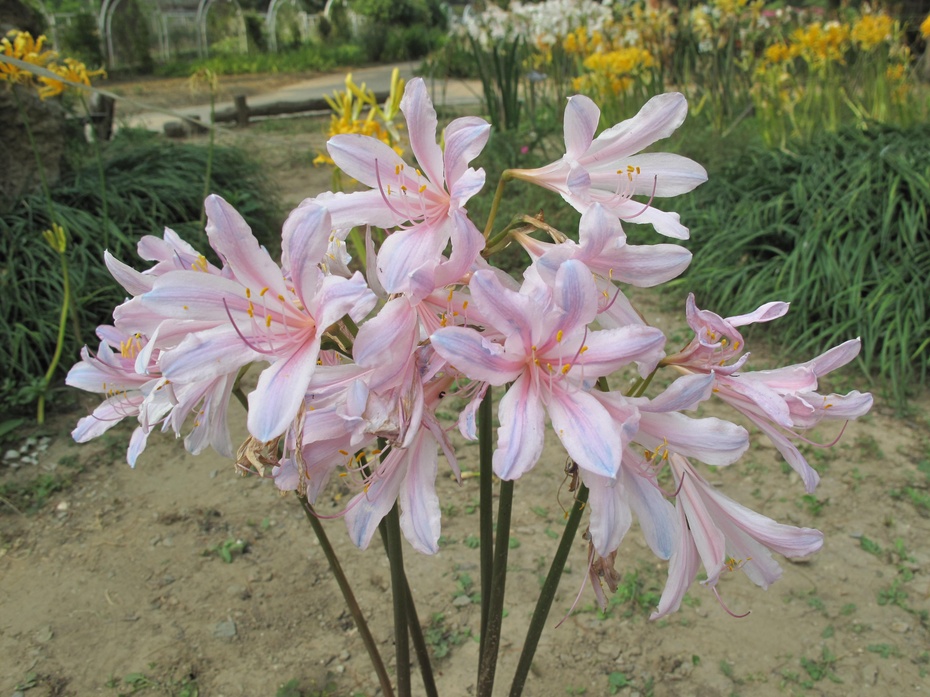 百合,萱草型------石蒜花