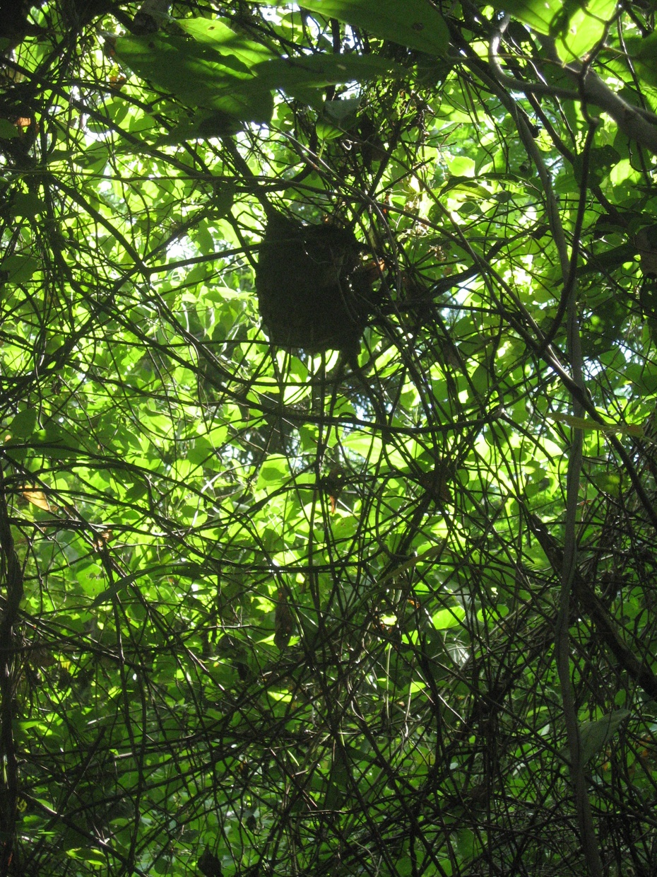 往在树上的蚂蚁窝.因为蚂蚁也怕得风湿.