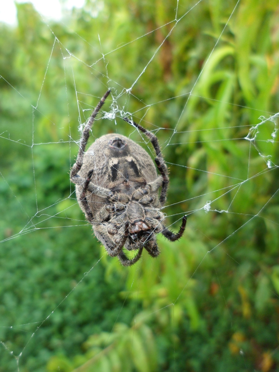 旅游诗会守蛛自有后来蛛苏北游趣组诗之十六