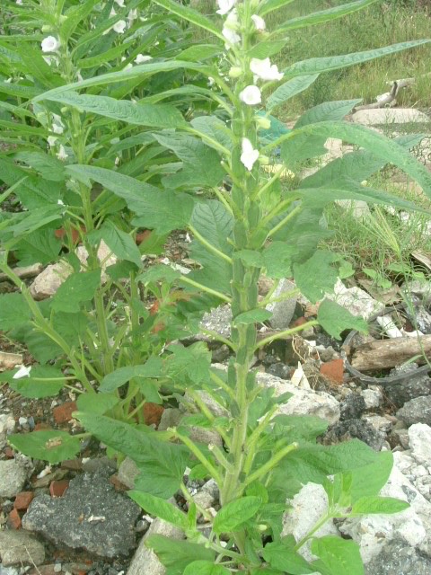 中秋时节欣慰小区附近路边废土堆上长出的芝麻