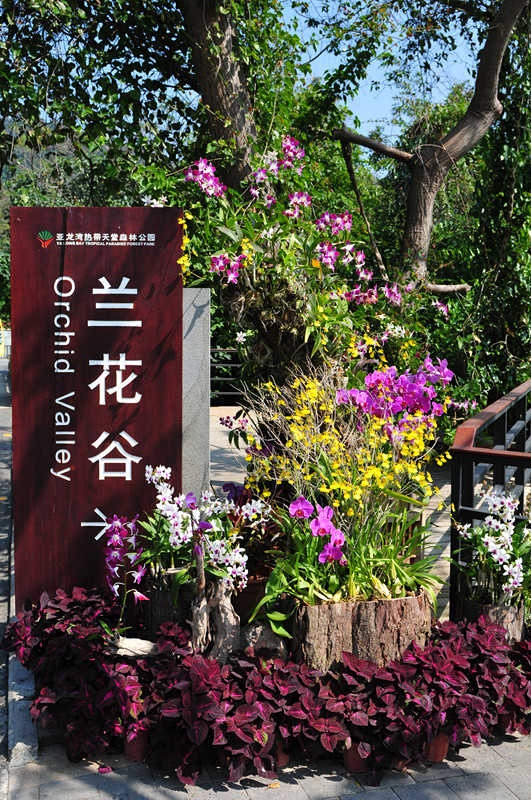 【转载】【小一】兰花谷记～情迷那一朵兰花